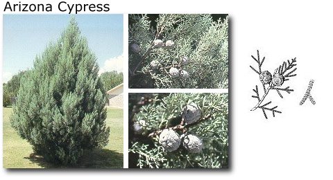 Arizona Cypress