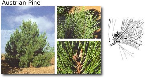 Austrain Pine