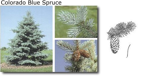 Colorado Blue Spruce