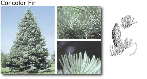 Concolor Fir