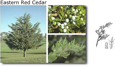 Eastern Red Cedar