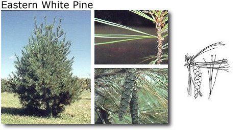 Eastern White Pine