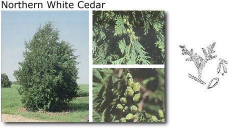 Northern White Cedar