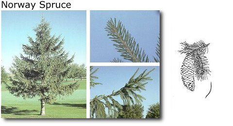 Norway Spruce