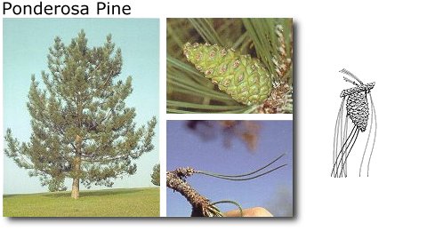 Ponderosa Pine