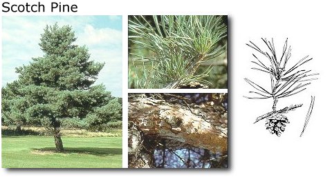 Scotch Pine