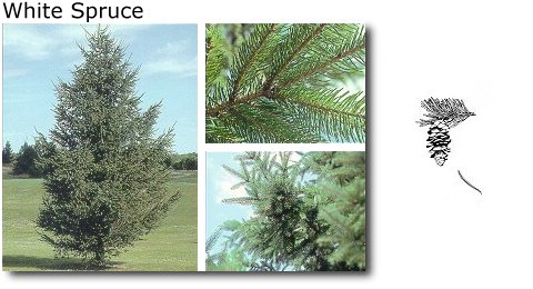 White Spruce